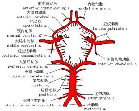 颈内动脉闭塞综合征